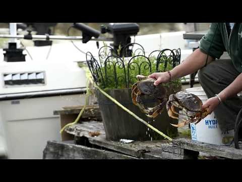 The Rise On Maple Bay - "Above It All"