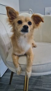 4.6K views · 41K reactions | Escuelita bíblica con Titán. La creacion del mundo y del hombre倫 #perritos #humor #perritostiktokers #perroinfluencer #viral #bíblia | SoyTitan | Facebook