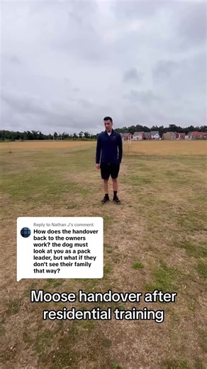 Residential Dog Training Success: Moose's Journey