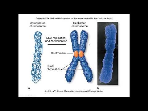 Lecture 12 Quiz Review