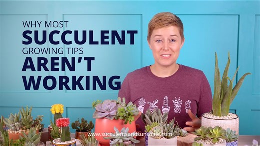 Common Succulent Mistakes and How to Avoid Them