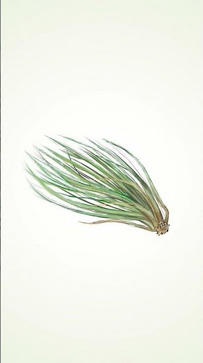 草を描いてみた🌿｜イラスト制作タイムラプス #Shorts