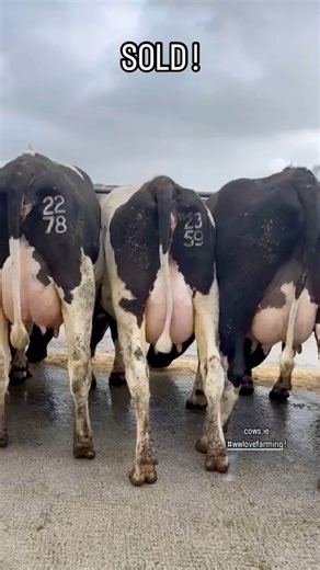325K views · 2.7K reactions | SOLD ! SOLD ! SOLD ! This tremendous group of 17 fresh calved heifers from Noel Martin’s Stonepark heard near Athlone in Co. Westmeath, have headed off to their new home in Co. Clare… Thank you and we wish them the very best in their new home. #farming #ireland #grasstomilk #irishfarmers #ireland | cows.ie - David Clarke Livestock | Facebook