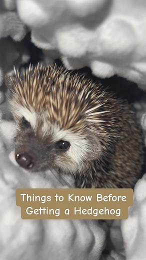 Essential Hedgehog Care Tips for Small Pet Owners