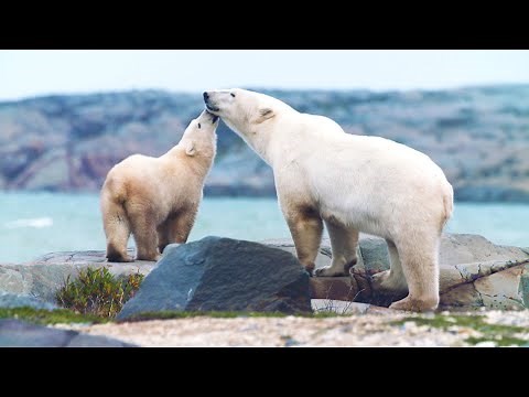Protecting a Polar Home | Our Frozen Planet | BBC Earth