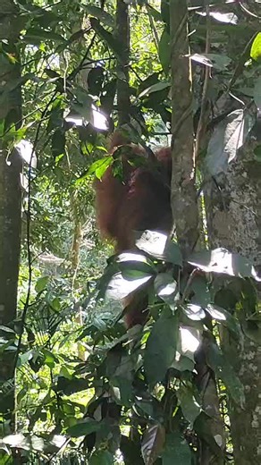 THOMAS ARY on TikTok