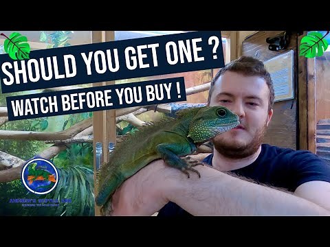 Are Chinese Water Dragons A Good Pet Lizard?