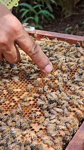 90K views · 389 reactions | In a single beehive, two queen bees are born. | Phary BeeKeeper | Facebook