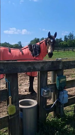 Bottoms up (Brantley Gilbert) #fyp #horse