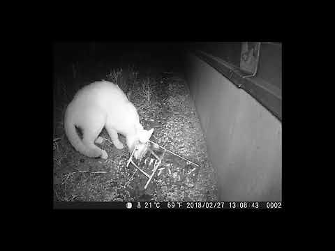 ペットボトル罠