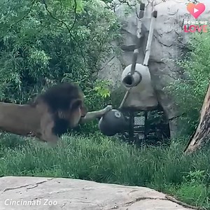 3.5M views · 309K reactions | Proof that Cincinnati’s John the lion is just a big ole kitty cat.  Love watching him! | WLWT | Facebook
