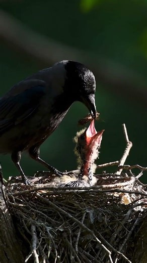 You Won’t Believe How Smart American Crows Are #birds #naturedocumentary #wildlife #usa