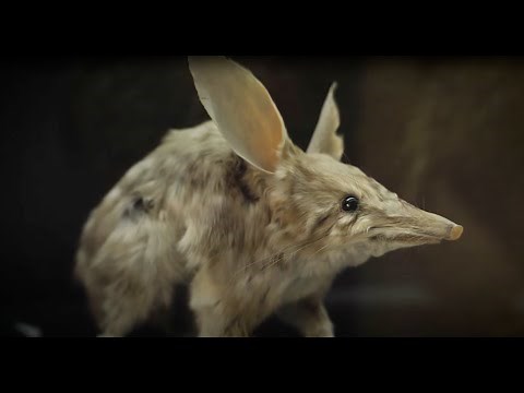 Australian Museum: What is Mammalogy?