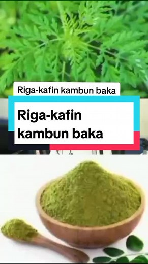 Exploring the Benefits of Green Powders