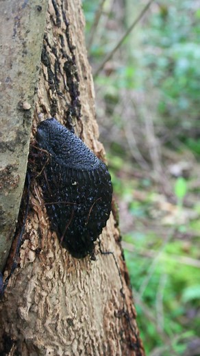 ⓹🌿🌳 Dartmoor's little 5 🌳🌿⓹ Meet the Ash Black Slug, one of Dartmoor's little 5🤗 The world's largest land slug, the ash black slug can exceed a whopping 20cm 😳 Keep an eye out for this nocturnal mini-beast, usually found in Dartmoor's ancient woodlands 🌳💚 | Dartmoor National Park