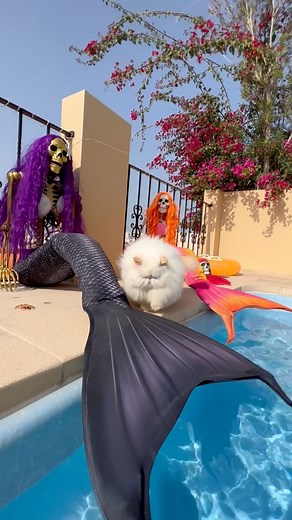 Happy Halloween 💖🎃 #halloweencat #funnycat | The Zen Kitty