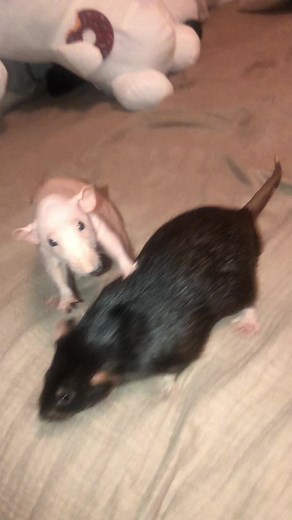 All this space and yet my computer had to be attacked as well😮‍💨 #ratsoftiktok #rat #rattok🐀 #fancyrats #ratsarepetstoo #explorepage #animals #小動物 #discover #new #ネズミ #rats #可愛い #ネズミ