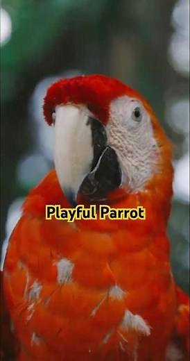 Playful Parrot Facts in 30 Seconds! 🦜 | ZooQuick