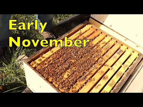 Early November Beekeeping