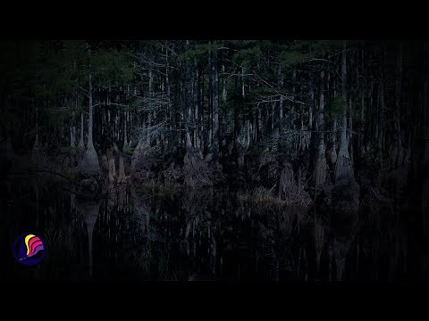 Bayou Swamp Sounds | Night Ambience for Sleep | Relaxation & Meditation | 10 Hours