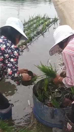Fish and rice farming in one reservoir