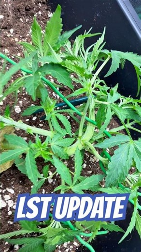The LST transformation continues 🌿😳 #LST #grow #cannabiscommunity #420