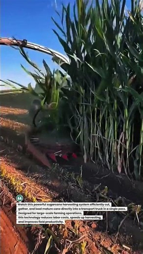 Massive Sugarcane Harvesting in Action! #FarmingTech #SugarcaneHarvest #AgriMachines