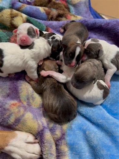 Chippewa County Animal Shelter on Reels