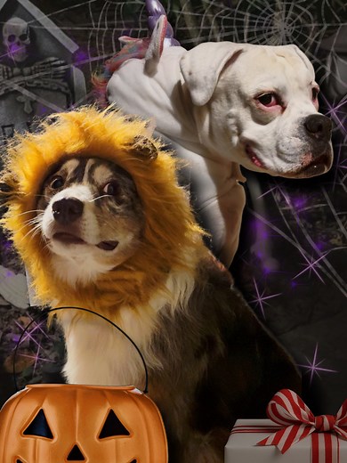 Trick or treating gone wrong 😳#trickortreat #funnydogvideos #dogskit | Layla the Boxer