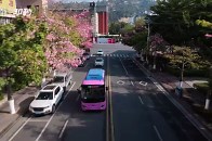30秒｜美翻了！四川攀枝花仁和区异木棉盛开 街道成了粉色花海_腾讯新闻