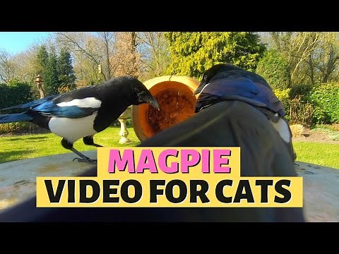 MAGPIE VIDEOS FOR CATS | Bird Watching For Cats