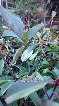 Rootball Hedging Planting Guide & Tips