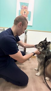 Please welcome our Prom King Sponsor Boulevard Veterinary to our signature event Live Like Roo Dog Prom: Dress Your Decade ❤️ thank you to this incredible team at all the locations for their inspiring work! We love partnering with you! #livelikeroo #dogprom #thankyou #blvdvet #vetmed #fyp | Live Like Roo Foundation