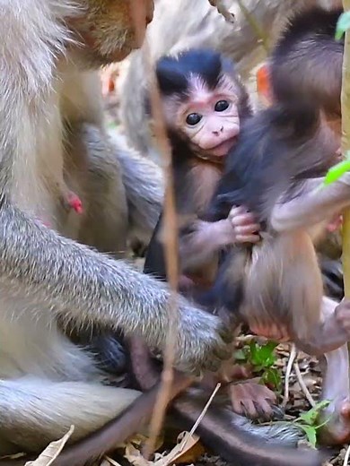 Lovely baby monkey learns to walk and play #adorablemonkey