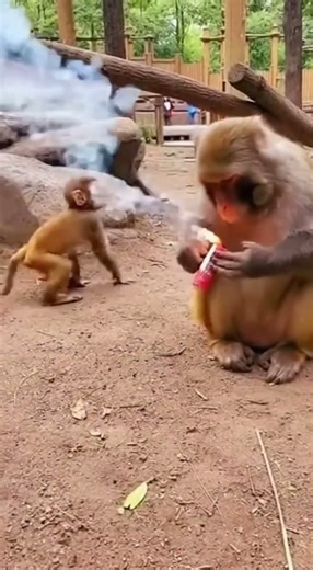 Naughty Little Monkey Learns a Hard Lesson 🐒💥😳#NaughtyMonkey #monkeydrama#animalprank#wildmoments