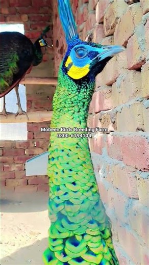 Green Java Peacock Farm Rahim Yar Khan #greenjava #peacock #birds #birdsfarm #birdwings #peacocks