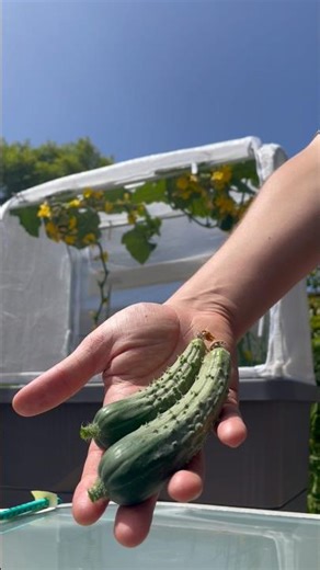First time making pickles from cucumbers in my garden.