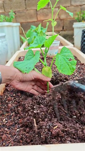 Satisfying Container Planting Technique! 🌱 ✨ #shorts