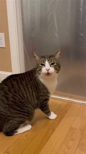 Cat vs. The Invisible Wall! 🐈‍⬛🛑😂 #shorts