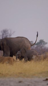 4.1M views · 10K reactions | Lions chasing elephant with calf in Savuti, Botswana. #lions #elephant #lion #elephants #safari #africansafari | Moving Pictures Africa | Facebook