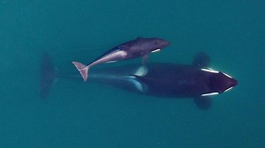 SeaWorld publishes decades of orca data to help wild whales
