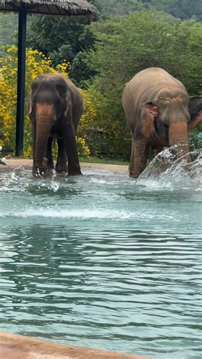 Bath time = best time 🐘💦 #samuielephantsanctuary #elephants #rescueanimals #animalsanctuary #samui #thailand #samuithailand #visitthailand #thailandtravel #ethical #ethicalsanctuary #animalrescue #elephant #sanctuary #elephantsanctuary #elephantrescue #rescueelephant #animallover #animallovers | Samui Elephant Sanctuary