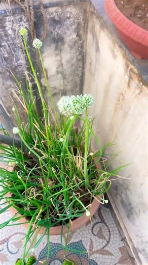 Onion flowering #garden #flowers