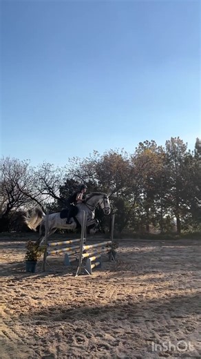 emmx_equestrian on TikTok