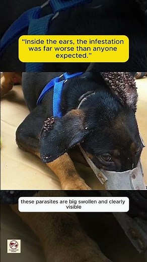 “Severe Tick Infestation on Dog’s Ears | Massive Ticks Removed One by One”