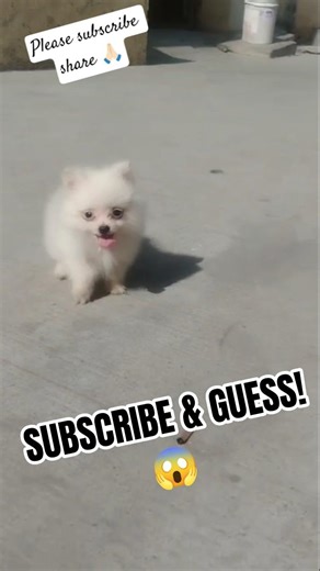 Toy Pomeranian Puppy 😍 | SUBSCRIBE & GUESS! 😱