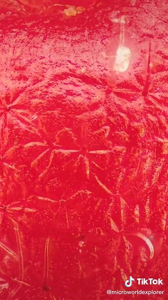 Do you also see flower there? 🌹Happy Valentine's Day! ♥️#macro #photography #zoom #macrozoom #macroworld #microscope #fyp #viral #raspberry