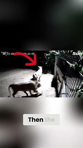 Dogs Face Two Lions at the Gate… No One Expected This! 🦁🐕