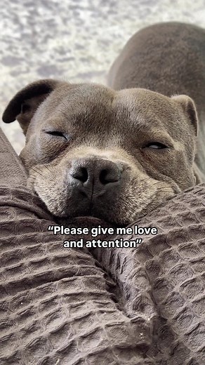 Adorable Staffy Communicates through Dog Language and Cuteness