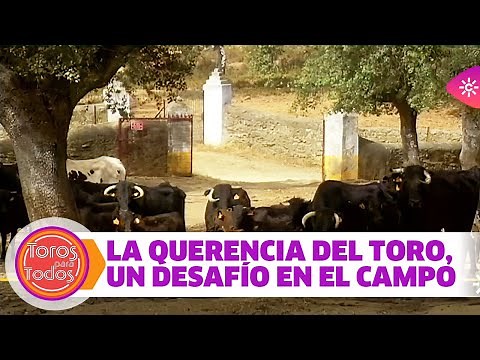 Toros para todos | Las querencias del toro en el campo son un desafío para trabajar con el ganado